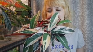 Строманта на фитильном поливе