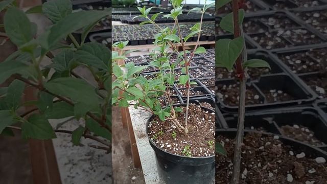 Что вырастет, если не обрезать гортензию? Весенняя обр смотреть онлайн