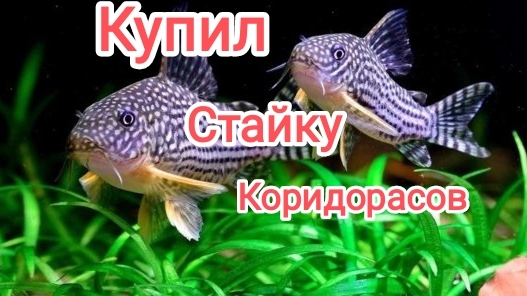 Купил стайку коридорасов штерба для разведения смотреть онлайн