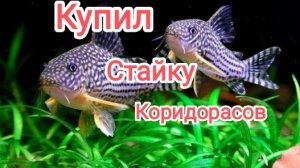 Купил стайку коридорасов штерба для разведения