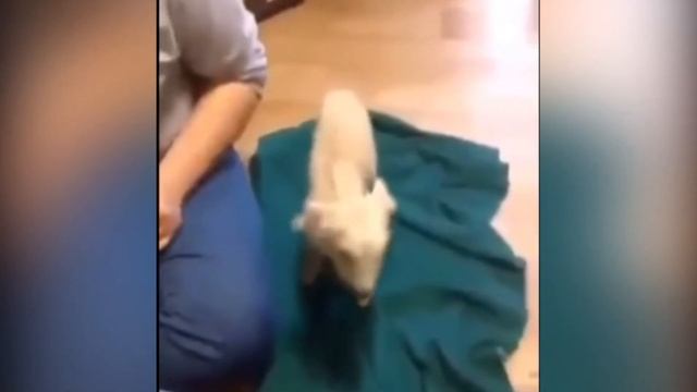 Забавные животные / Смешные животные / Животные с озву? смотреть онлайн