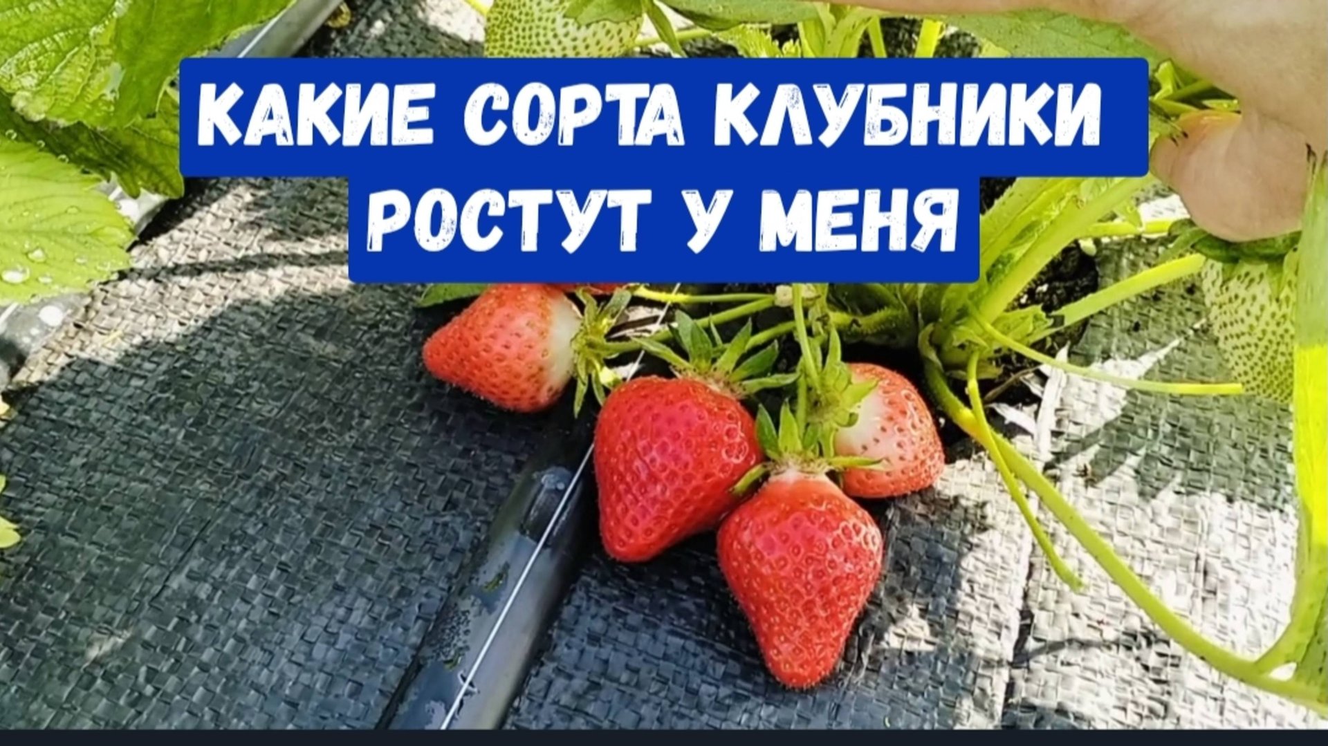 #19🌷11 мая Наконец то дождались/Шпалера для малины/Какие сорта клубники у меня ростут/Цветы радуют смотреть онлайн
