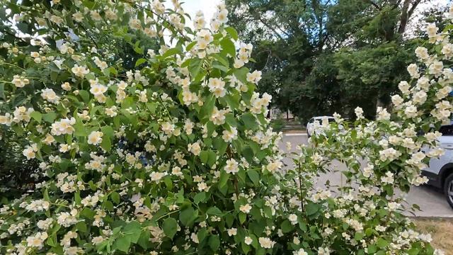 Цветет жасмин, цветы. 2024 год. смотреть онлайн