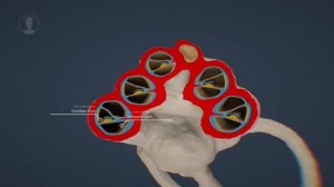 Анатомия слуха: от барабанной перепонки до коры головного мозга