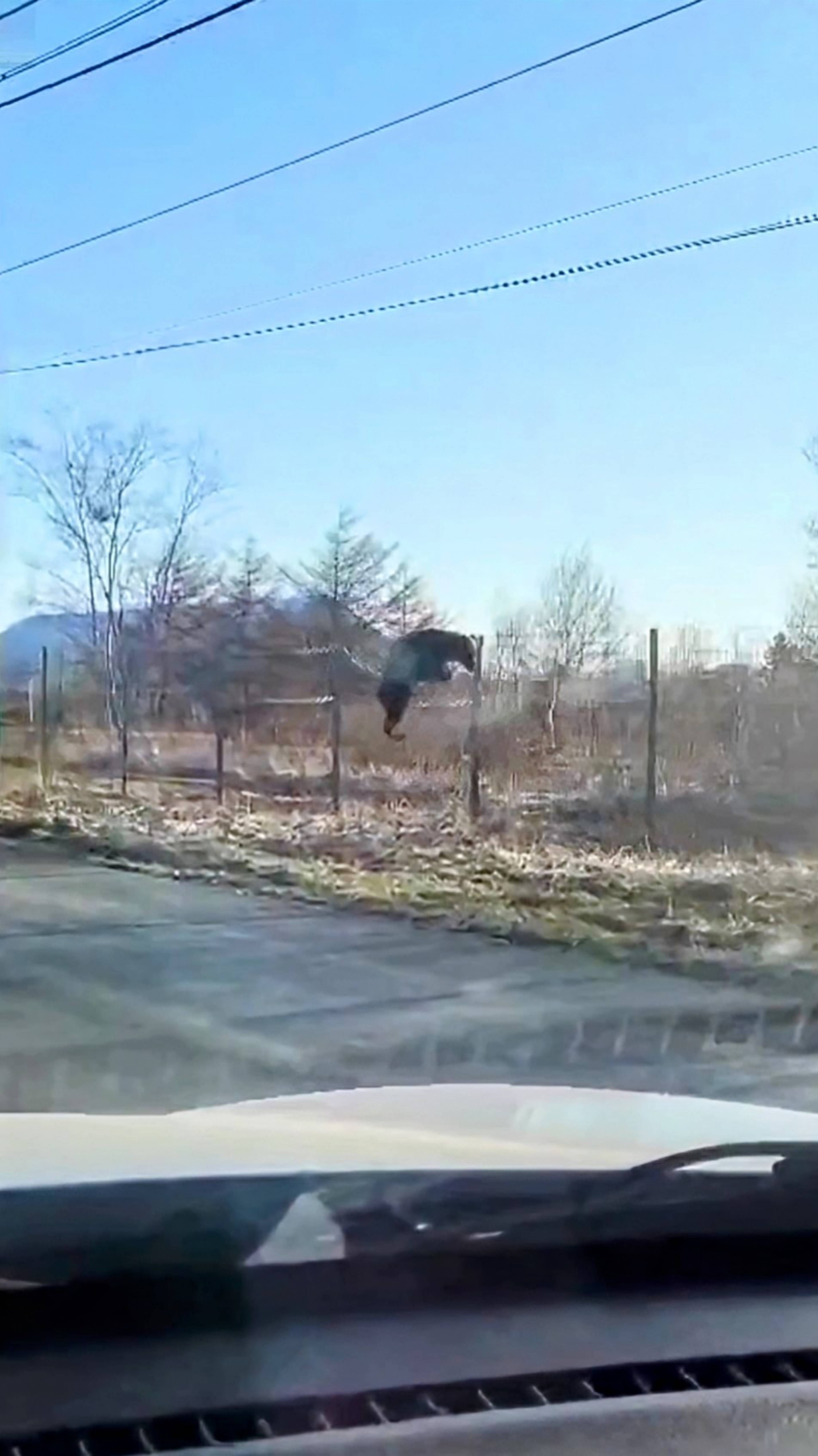 Медвежонок пробрался на аэродром и убегая от охраны, чуть не сломал забор🐻 смотреть онлайн