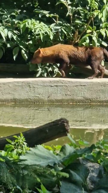Кустарниковая собака. Калининградский зоопарк смотреть онлайн