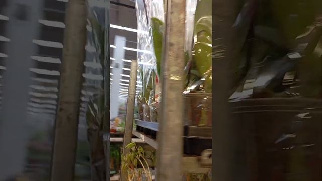 Свежие орхидеи в Ашане по 980₽! 😱 смотреть онлайн