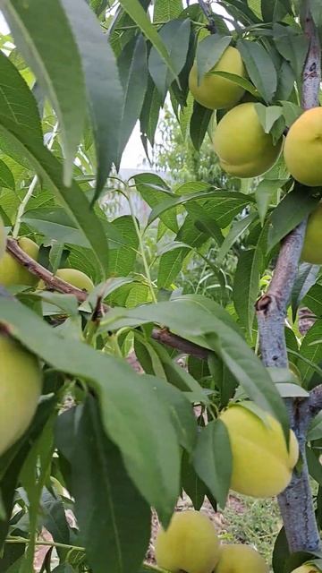 Айс Пич персик 07.07.2024 г. ( мой долгожданный сорт ещё не п смотреть онлайн