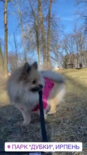 🤯 шок!! Так парни не поступают 😵💫😱😢😢 #shorts #собака #шпиц #pom #кафе смотреть онлайн