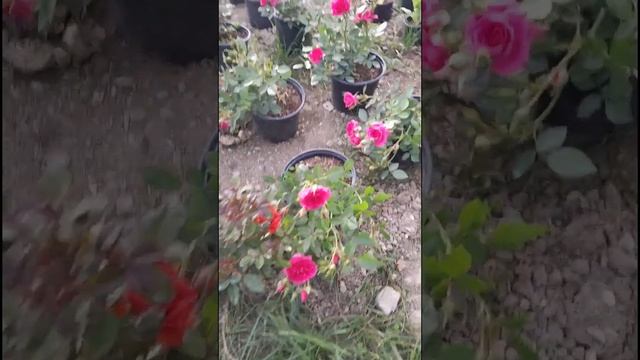 Цветочный рай❤️🌷🇦🇿#цветы#розы#ромашки#полевыецве смотреть онлайн