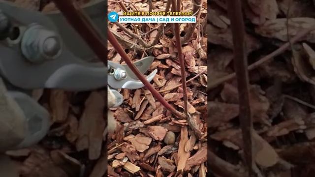 Ягоды голубики буду с вишню #огород #дача #сад смотреть онлайн