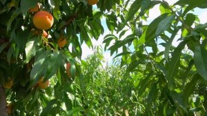 Персик АДРИАТИКА: самый зимостойкий и устойчивый сорт