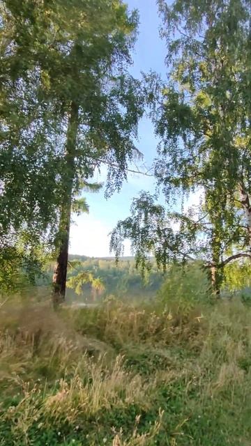 #природа #березы смотреть онлайн