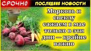 Морковь и свеклу сажаем в мае только в эти дни — крайне важно: урожай собираем тачками!