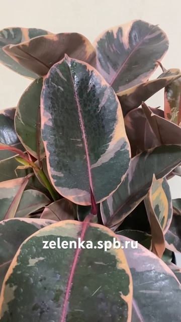 Фикус Эластика Белиз (диаметр горшка 21 см, высота раст? смотреть онлайн