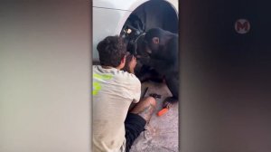 Такое Невозможно Забыть! Случаи с Животными Снятые на Камеру