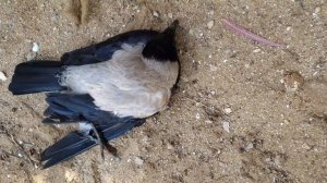 Кроухантинг : Майские рейды 2024 г . работа псп пистолетом Корсар с микро-калиматором . Crowhunting