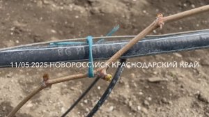 Почему в этом году на юге замёрз виноград - моя версия.