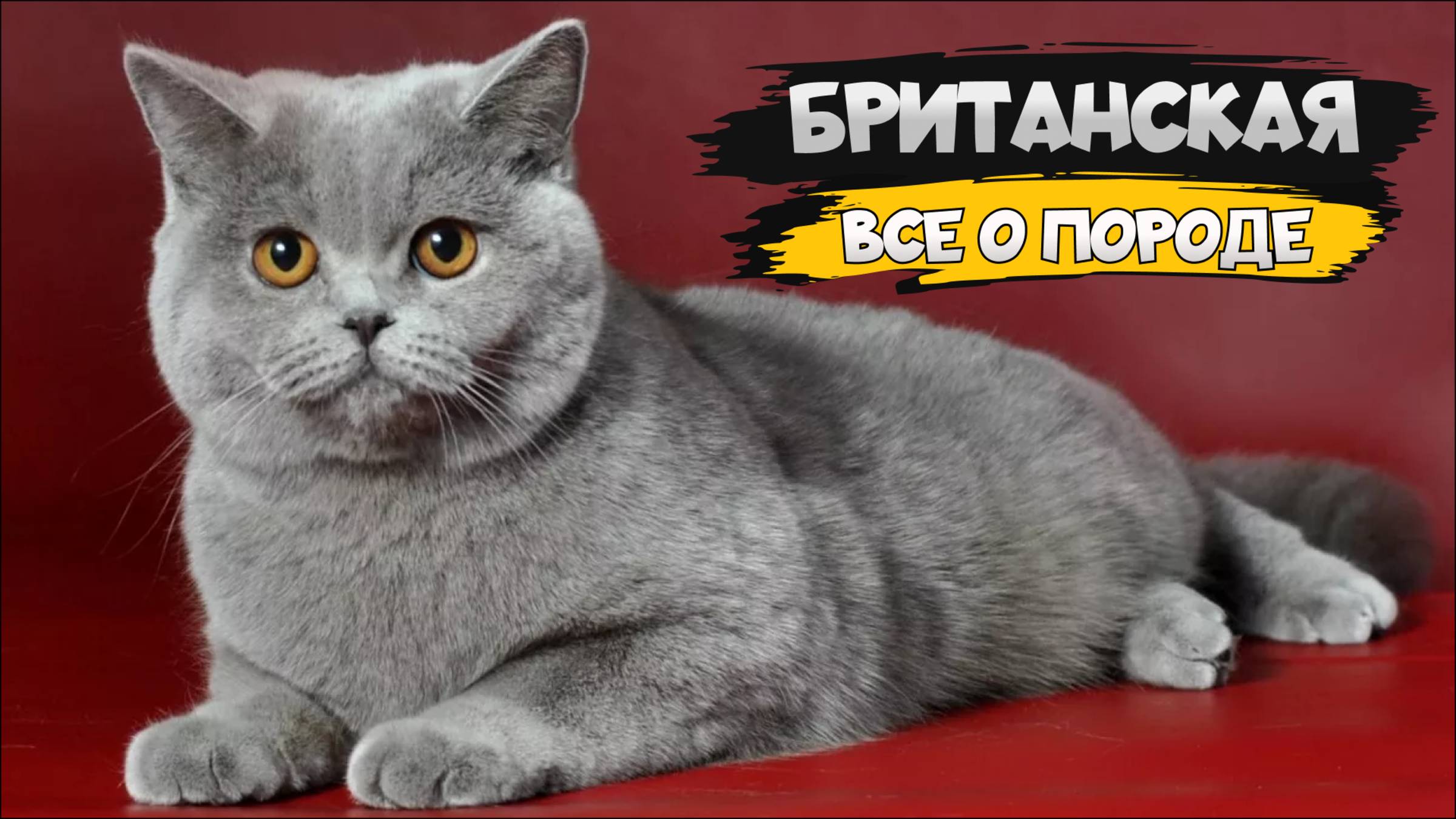 Британская короткошёрстная кошка - Все о породе смотреть онлайн