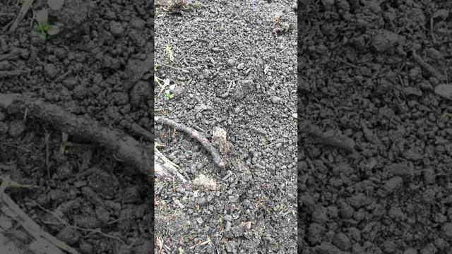 25 января 2024 г.Сербия, подготовка земли для рассады смотреть онлайн