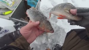 ЗИМНЯЯ ЛОВЛЯ ОКУНЯ ПЕРВЫЙ ЛЕД. ПОСТАВУШКИ НА СУДАКА, БЕРША НА ТЮЛЬКУ. НАШЕЛ СТАЮ ОКУНЯ