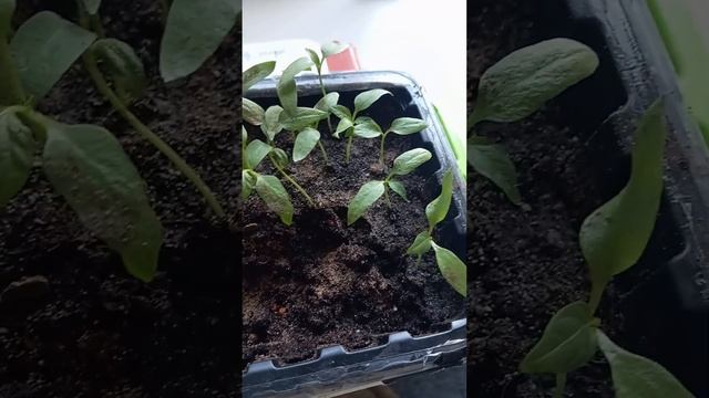 Янтарная кислота для рассады! смотреть онлайн