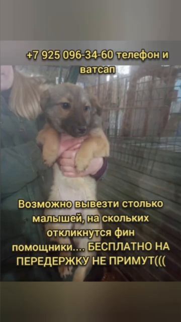 🆘У НИХ ЕСТЬ ШАНС СПАСТИСЬ, ПОМОГИТЕ ИХ ВЫОЗИТЬ ИЗ ОТЛ? смотреть онлайн