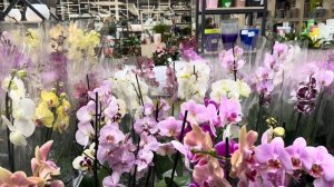 Обзор Орхидей ( Одесса садовый центр )