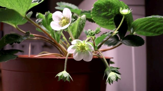 Промахнулся со сроками посадки к новому году, огурцы с смотреть онлайн