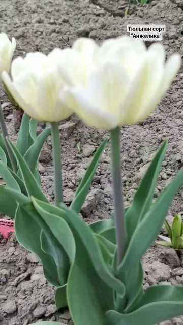 #сад #garden #тюльпан #tulip #blossom #videolike #цветы #flowers #relaxing #ланд смотреть онлайн