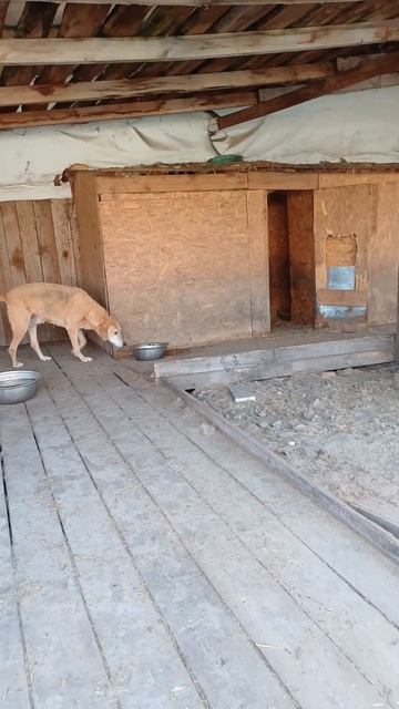 Метисы гончих Пиф и Лаки ищут дом. Приют для животных С смотреть онлайн