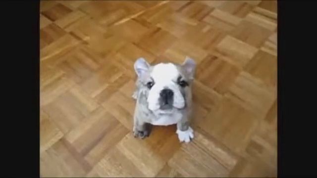 Самые крутые, веселые и прикольные собаки (TOP Funniest Dog Videos) смотреть онлайн