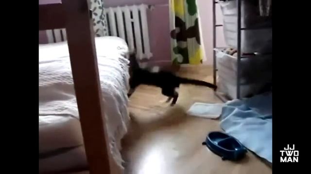 Улётное Видео Неудачные Прыжки Котов лучшие приколы 2013 смотреть онлайн