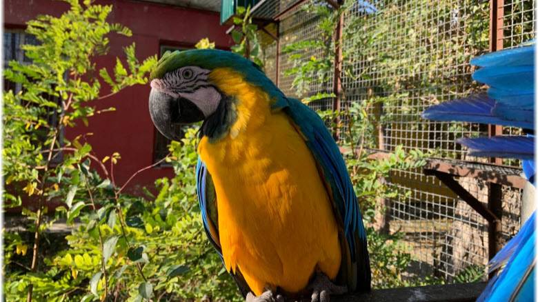 КРЫМ. БЕЛОГОРСК. Парк львов "Тайган". Дом птиц. Часть 3-я. смотреть онлайн