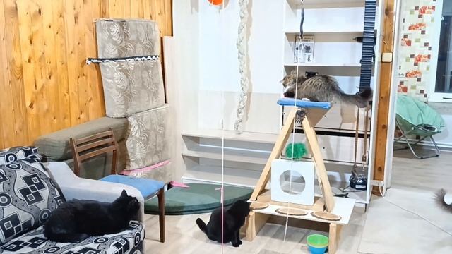 Смешной Кот 🎉 Забавное видео 🥳 Смешные котики 🤣 смотреть онлайн