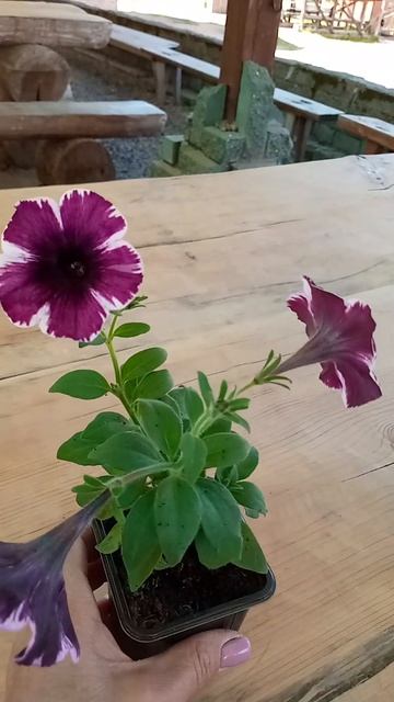 Смотрите какие красивые петунии мне прислали🌺 смотреть онлайн