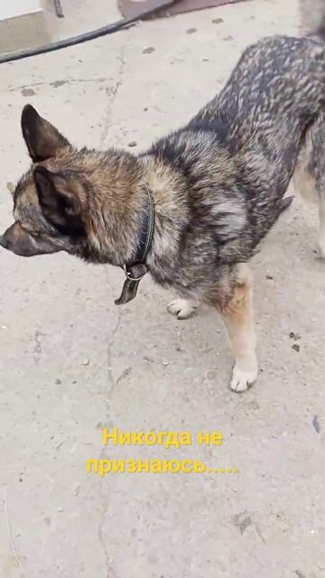 Хвост в руках Собачьи истории #животные #приколы #собаки смотреть онлайн