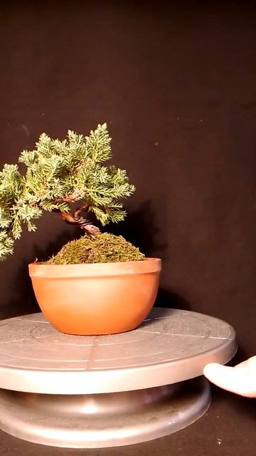 Бонсай Можжевельник Прокумбенс Нана. Высота с кашпо 20 смотреть онлайн