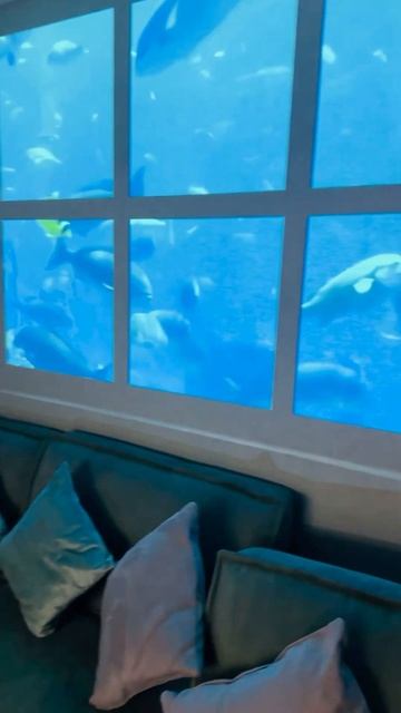 Окно в Океан (через проектор) смотреть онлайн