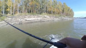 ПОРОЛОН РАЗГРЫЗАЮТ В ТРУХУ! КОРЯГИ!Рыбалка на судака в корягах