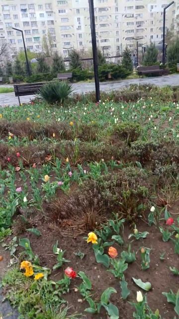 тюльпанчики)🌷🌷🌷#крым #красота #цветы смотреть онлайн