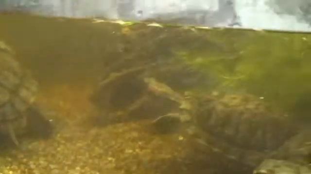 Tame turtles in English for children/Черепашки по-русски и по-английски смотреть онлайн