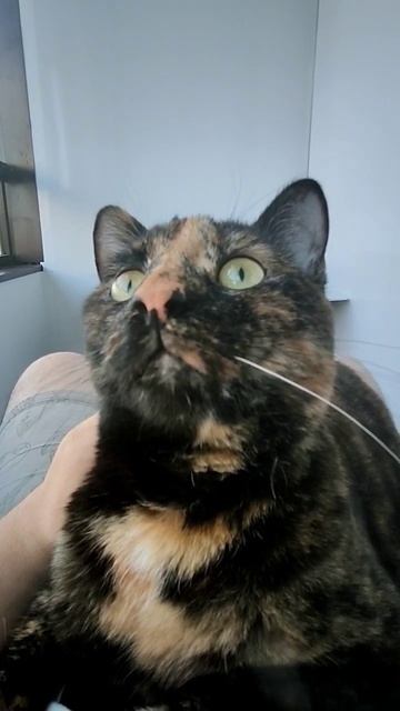 Кошка майнит #майнинг #крипта #криптовалюта #asic #btc #биз? смотреть онлайн