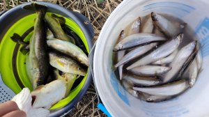 Морепродукты| Рыбалка на удочку | Навага и Тайфун Корюшка | Сахалин | Медведь 😱