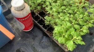 Хризантема мультифлора. Пересадки хризантемы в горшк?