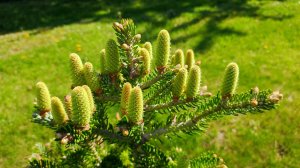 Хвойные видовые и редкие в первые майские дни.