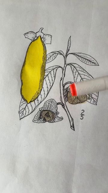 Азимина смотреть онлайн