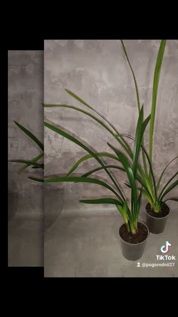 Орхидеи Цимбидиум Рэд Ристо! Цена 250 гривен! Бронь в ва смотреть онлайн