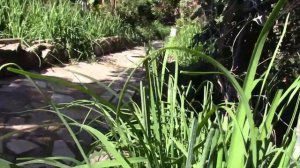 ЛУК ЧЕСНОК ДЖУСАЙ  ОБРЕЗКА СОЦВЕТИЙ! ПОЧЕМУ?!