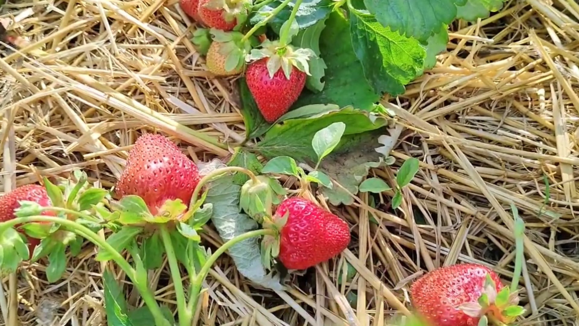 Самый ЛУЧШИЙ способ размножения КЛУБНИКИ. Размножение клубники УСАМИ.